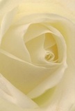 As if cradled within the gentle embrace of a Chessington morning, this striking close-up pulls you into the very centre of a cream-white rose. Each petal, feather-light and subtly textured, unfolds in an elegant spiral pattern, glistening as though touched by the first rays of sunlight shimmering over Hook Road or the leafy green heart of Horton Country Park. Soft shadows settle between luminous folds, evoking a feeling of peaceful reflection and quiet strength-qualities intrinsic to the Chessington community. The serene mood is perfect for moments of heartfelt sympathy, admiration, or when marking a new beginning. The rose's understated fragrance lingers sweetly, and the perspective, so intimate, shares not just the flower's beauty but also the thoughtful craftsmanship and emotional care poured into every arrangement. This timeless rose, thoughtfully selected for occasions both joyful and solemn, is a lasting testament to local artistry and the gentle traditions that define Chessington.